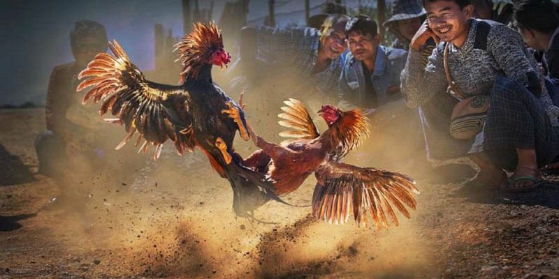 Banner www.phuonghoangkim.vn