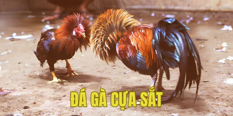 Banner www.phuonghoangkim.vn